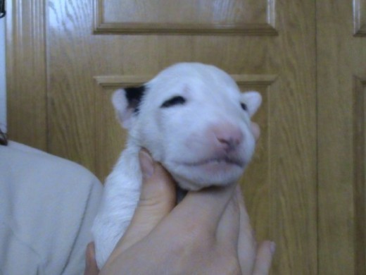 Esta perrita se la quedan mis padres, es guapisima, tiene un ojo pintado y una manchita en la oreja.